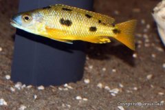 Exochochromis-anagenys-3