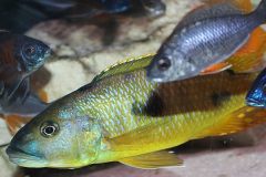 Exochochromis-anagenys-4