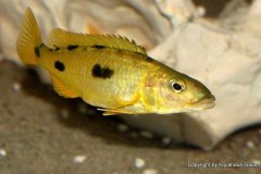 Exochochromis-anagenys-8