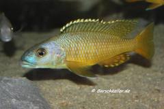 Exochochromis-anagenys