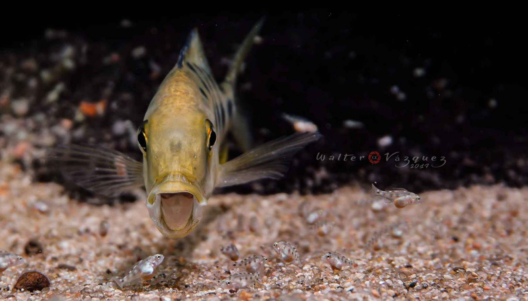 Fossorochromis-rostratus-019