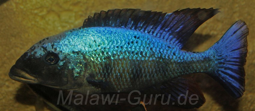 Fossorochromis-rostratus-4