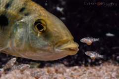 Fossorochromis-rostratus-018