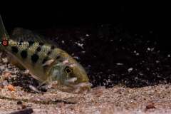 Fossorochromis-rostratus-020