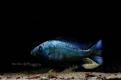 Fossorochromis-rostratus-18