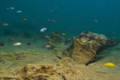 Gallireya Reef