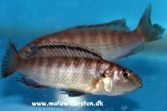 1-Genyochromis-mento