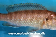 2-Genyochromis-mento