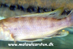 3-Genyochromis-mento