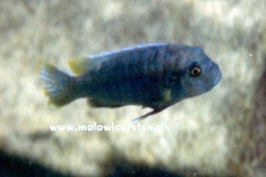 5-Genyochromis-mento