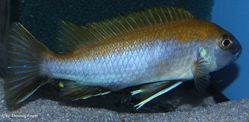 Gephyrochromis-lawsi-Nkhata-Bay-3