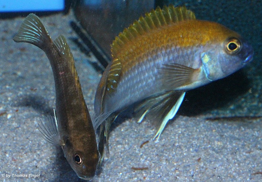 Gephyrochromis-lawsi-Nkhata-Bay-8