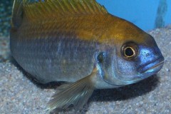 Gephyrochromis-lawsi-Nkhata-Bay-1