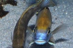 Gephyrochromis-lawsi-Nkhata-Bay-2