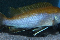 Gephyrochromis-lawsi-Nkhata-Bay-3