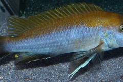 Gephyrochromis-lawsi-Nkhata-Bay-4