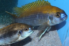 Gephyrochromis-lawsi-Nkhata-Bay-5