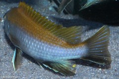 Gephyrochromis-lawsi-Nkhata-Bay-6