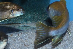 Gephyrochromis-lawsi-Nkhata-Bay-7