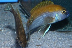 Gephyrochromis-lawsi-Nkhata-Bay-8