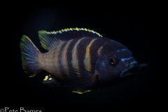 Gephyrochromis-sp.-sand-Londo-1