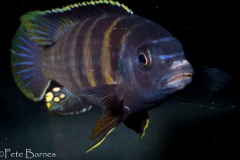 Gephyrochromis-sp.-sand-Londo-2