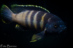 Gephyrochromis-sp.-sand-Londo-3