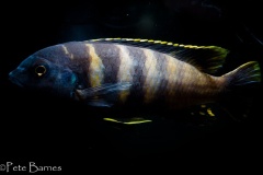 Gephyrochromis-sp.-sand-Londo-4