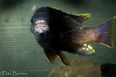 Gephyrochromis-sp.-sand-Londo-6