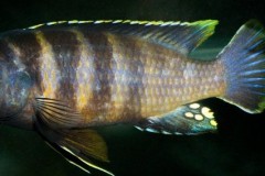 Gephyrochromis-sp.-sand-Londo-9