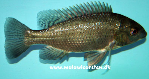 Oreochromis-karongae-Bild-1