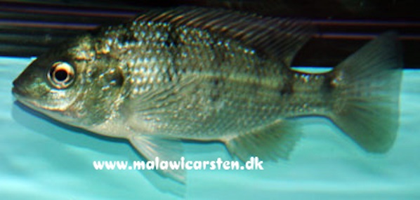 Oreochromis-karongae-Bild-2