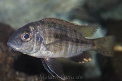 Hemitaeniochromis-brachyrhynchus-Boadzulu-Island-01