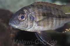 Hemitaeniochromis-brachyrhynchus-Boadzulu-Island-03