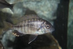 Hemitaeniochromis-brachyrhynchus-Boadzulu-Island-Jan-Thoma-02