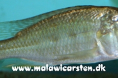 Hemitaeniochromis Urotaenia