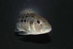 Hemitaeniochromis-urotaenia-2-1