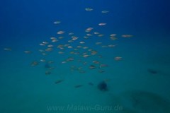 Hongi Island/Mbamba Island