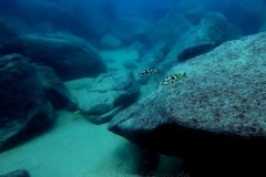 Hongi Island/Mbamba Island
