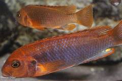 Iodotropheus-sprengerae-2