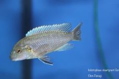 Iodotropheus stuartgranti 'Gome'
