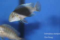Iodotropheus-stuartgranti-Gome-2