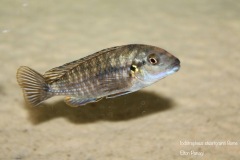 Iodotropheus-stuartgranti-Gome-4