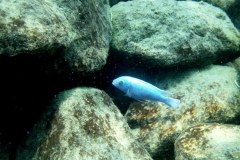 Kawanga Rocks