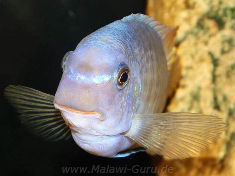 Labeotropheus-fuelleborni-Chimwalani-Reef-1