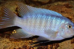 Labeotropheus-fuelleborni-Chimwalani-Reef-2