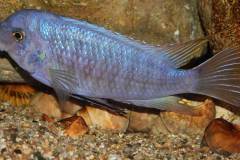 Labeotropheus-fuelleborni-Chimwalani-Reef-4