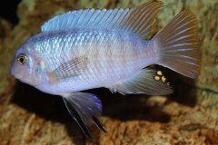 Labeotropheus-fuelleborni-Chimwalani-Reef-5