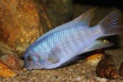 Labeotropheus-fuelleborni-Chimwalani-Reef-8