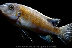 Labeotropheus-trewavasae-Manda-4